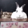 🐰CONEJOS TIERNOS🐰 7