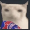 Gatos para el chat 🐱🤣 12