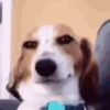 Memes de Cachorro engraçado 9