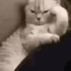 Gatos 5