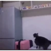 Más gatos 🐱 parte ✌️😾 10