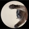Pedro Pedro Pedro. TikTok mascotas 14
