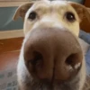 Cachorro  5