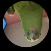 Pedro Pedro Pedro 6