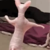 Gatos divertidos  15