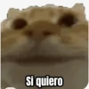 Si quiero