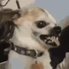 Perritos - Random - Gif🐶🐾 8