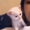 Gatos 9