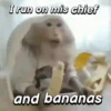 Monkeys Phrases 💬🐒 12