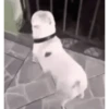 Perros para el chat 🤣🐕 14