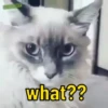 what??