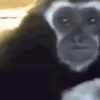 Reações animais  7