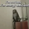Monkeys Phrases 💬🐒 13