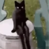 Gatos 15
