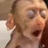 🐵 Monos Monitos Virales 🔥 11