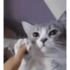 Gatitos 😹 5
