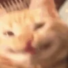 Gatos 14