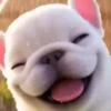 Pibble 🐶 Perro Pibble TikTok 🎶 13