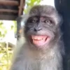 Macacos/monkey 9