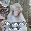 Monos con Frases 3🐒 10