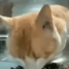 🙀GIF-s CAT-s-GATO-s😿 11