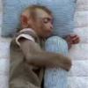 Monkys 🐒 3
