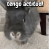 Funny's Rabbit 🥕🐇 12