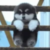 Cute Dog🐶✨ 13