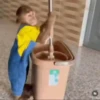 Monkey 15.0 6