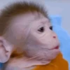 Monkey 15.0 9