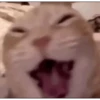 Gatos para el chat 🐱🤣 14
