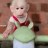 Monkey 15.0 27