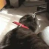 GATOS FOFOS E ENGRAÇADOS 😸 8