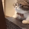 Gatos 12