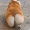Animaizinhos fofos 8