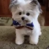 Cute Dog🐶✨ 9