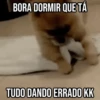 GIFs Pets Fofos Memes 2 🐾 11
