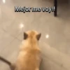 Funny Talking dogs 🐶🐾 6