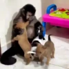 Monkey moods 6