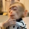 Macaco | Macaquinho 🐒 3
