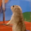🔥Memes Gifs Nivel TikTok📡 14