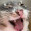 Meme kucing bergerak 😺 14