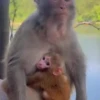 ❀ᮬ🤎⣧ ᩡᩡ Monos !©️Pochis  27