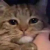 Gatos divertidos  13