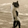 🐈‍⬛🐱🧶 GATOS | CATS 4 🧶🐱🐈‍⬛ 10