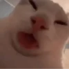 Gatos 7