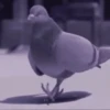 Reações animais  9