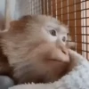 Changos muy Monos 🐒🐵🐒 8