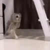 Reações animais  15