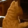 Gatos engraçados 6